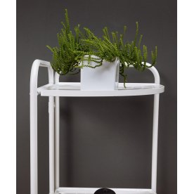 Цветочница Dana