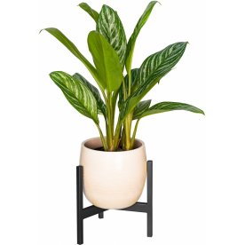 Цветочница Агния 10