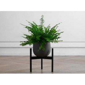 Цветочница Агния 10