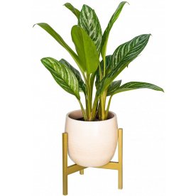 Цветочница Trinity 25