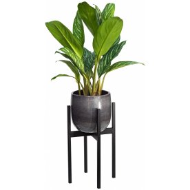 Цветочница Oxalis 40