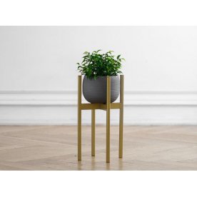 Цветочница Oxalis 40