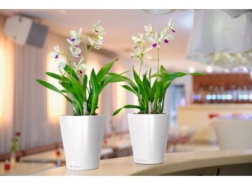 Кашпо Lechuza 14903 DELTINI