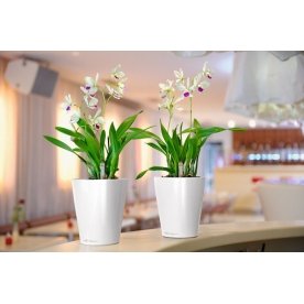 Кашпо Lechuza 14904 DELTINI