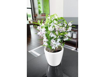 Кашпо Lechuza 16060 CLASSICO LS 35