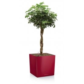 Кашпо Lechuza 16365 CUBE 40