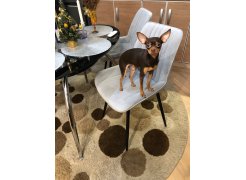 Стул на металлокаркасе Седа К 02 светло-серый / белый фото покупателя 225