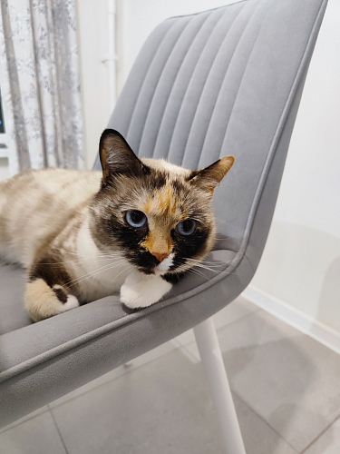 Стул на металлокаркасе Седа К кирпичный / черный фото покупателя 128