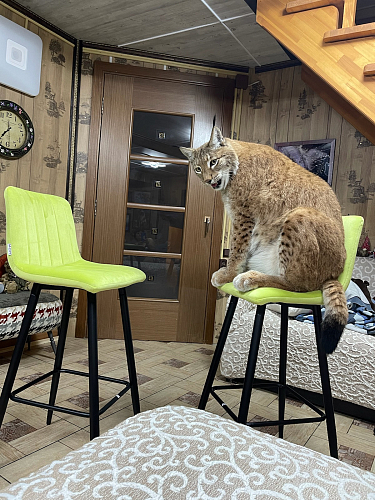 Барный стул Derry G108-72 тоффи фото покупателя 2