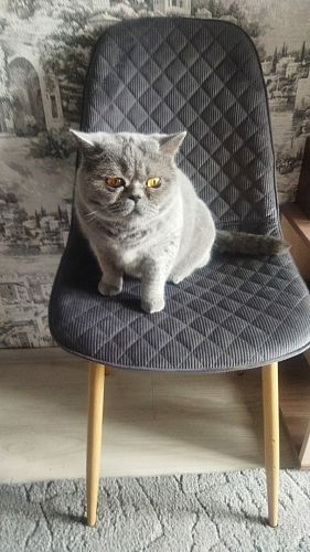 Стул на металлокаркасе Capri blue / white фото покупателя 12