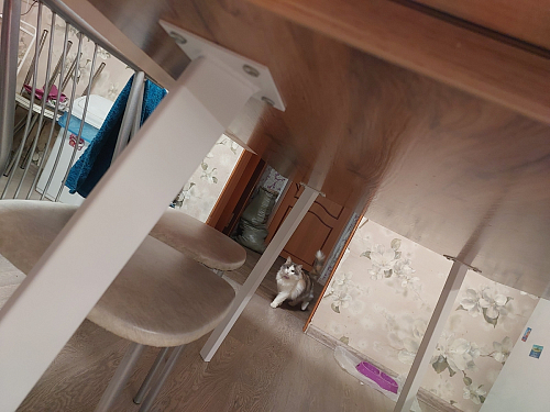 Стол Тринити Лофт 120 32 мм дуб галифакс табако / черный матовый фото покупателя 277