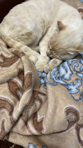 Офисное кресло Zero белый фото покупателя 281