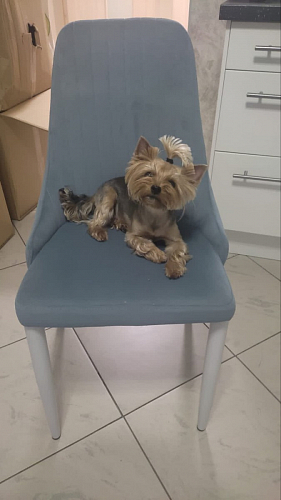 Стул на металлокаркасе Kora dark gray / black фото покупателя 157