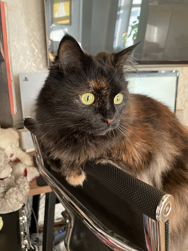 Компьютерное кресло Reus сетка white фото покупателя 4