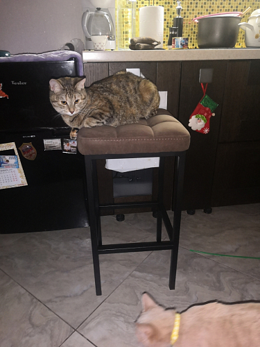 Барный стул Лофт катания лаванда / белый матовый фото покупателя 70