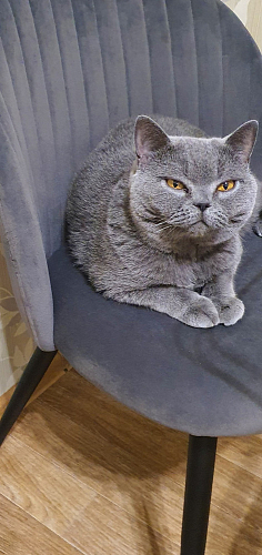 Стул на металлокаркасе Gabi 1 light blue / black / gold фото покупателя 878