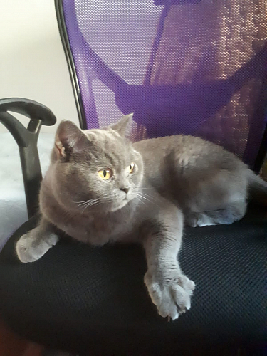 Компьютерное кресло Lody 1 зеленое / черное фото покупателя 1