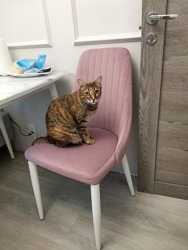 Стул на металлокаркасе Kora dark gray / black фото покупателя 418