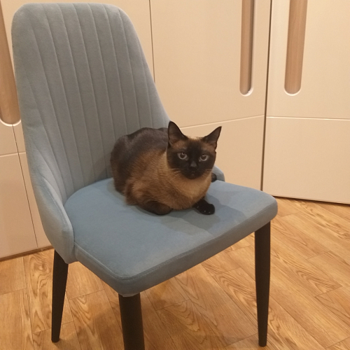 Стул на металлокаркасе Kora black / gray фото покупателя 165