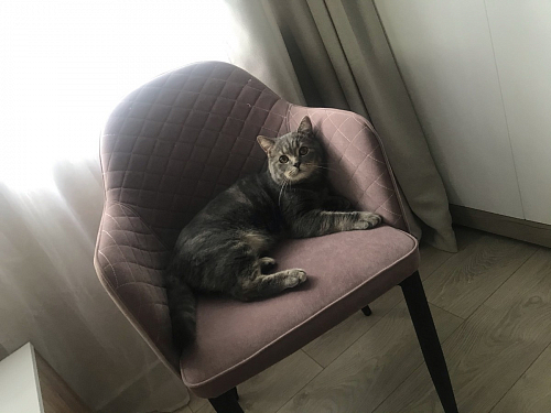 Стул на металлокаркасе Vener green фото покупателя 12