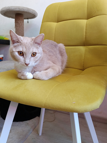 Комплект стульев Чилли 2 шт бежевый / черный фото покупателя 1216