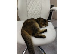 Компьютерное кресло Aragon белое фото покупателя 1