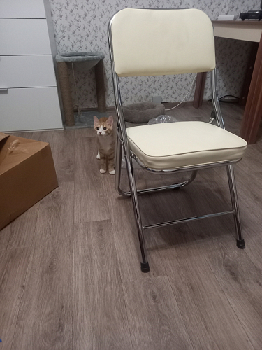 Стул Chair раскладной оранжевый фото покупателя 18