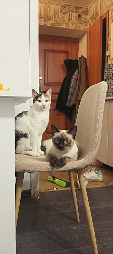 Стул Lilu серый фото покупателя 1