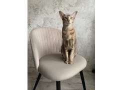 Стул на металлокаркасе Gabi 1 gray / black фото покупателя 289