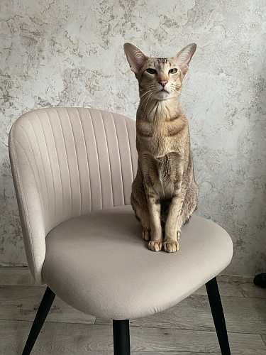 Стул на металлокаркасе Gabi 1 light purple / black фото покупателя 289