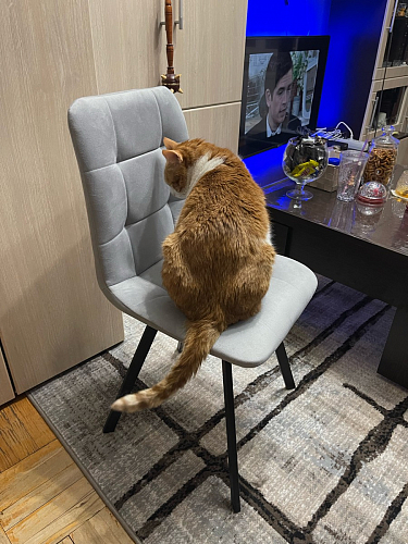 Стул на металлокаркасе Чилли К светло-серый велюр / черный каркас фото покупателя 706