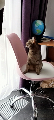 Компьютерное кресло Kolin cappuccino / chrome фото покупателя 65