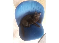 Стул на металлокаркасе Gabi green / black фото покупателя 440