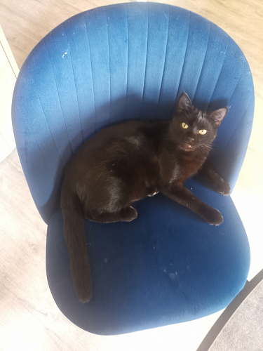 Стул на металлокаркасе Gabi latte / gold / black фото покупателя 440