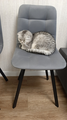 Стул Чилли 2 темно-серый  / черный фото покупателя 1450