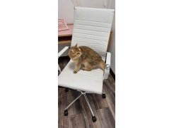 Компьютерное кресло Reus черная сетка / хром фото покупателя 68