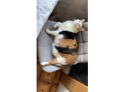 Стул на металлокаркасе Челси серый 02 / черный фото покупателя 89