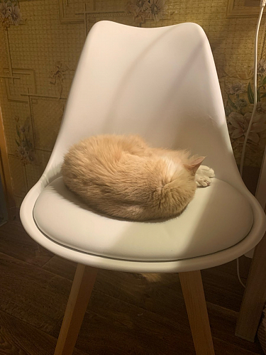 Деревянный стул Bonuss black / black фото покупателя 10