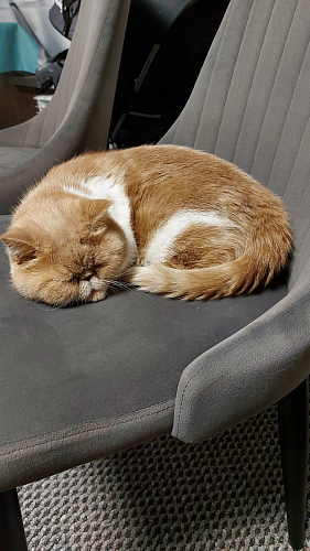 Стул на металлокаркасе Kora black / gray фото покупателя 234