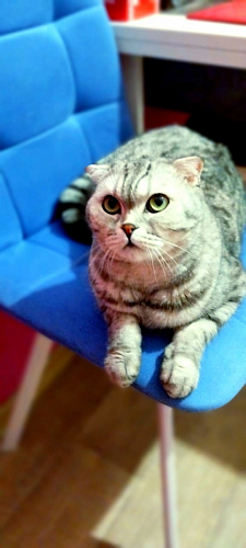 Комплект стульев Чилли 4 шт темно-серый / черный фото покупателя 285