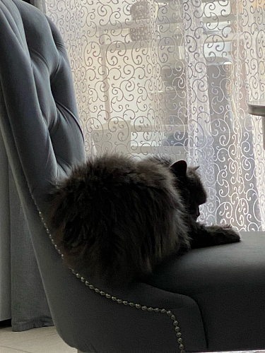 Деревянный стул Милано 1 бежевый / белый фото покупателя 54