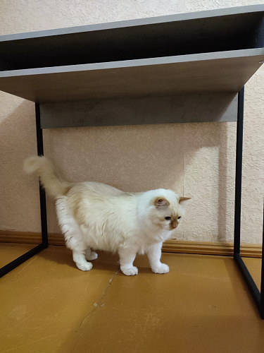 Письменный стол Лео Лофт дуб делано темный / белый матовый фото покупателя 53