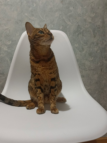 Стул Cindy Eames mod. 001 white / natural фото покупателя 50