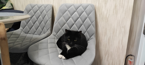 Комплект из "МР Стул Баодин К б/к латте (velutto 08) / черный каркас , 4 шт" фото покупателя 26