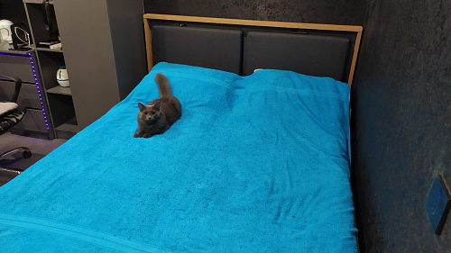 Двуспальная кровать Клауд 160х200 парящая дуб крафт золотой / антрацит фото покупателя 517