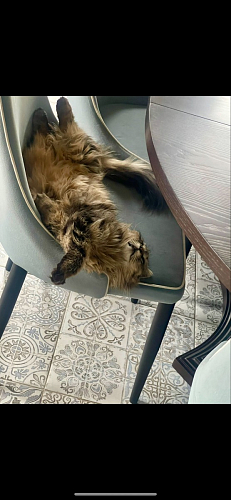 Стул на металлокаркасе Kora dark gray / black фото покупателя 193