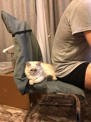 Стул Basit белый фото покупателя 39