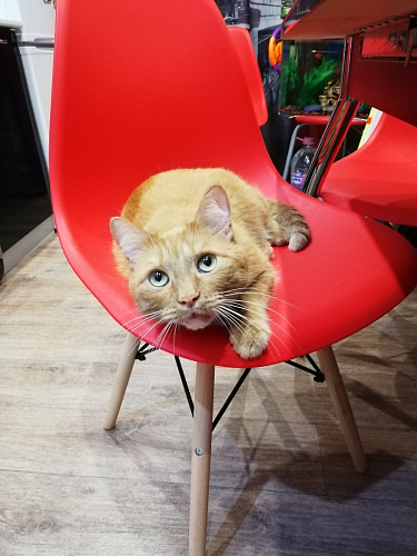 Стул Eames PC-015 yellow фото покупателя 127