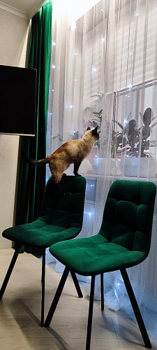 Стул на металлокаркасе Чилли зеленый / белый каркас фото покупателя 413