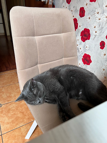 Стул на металлокаркасе Чилли синяя ткань / белый фото покупателя 1100